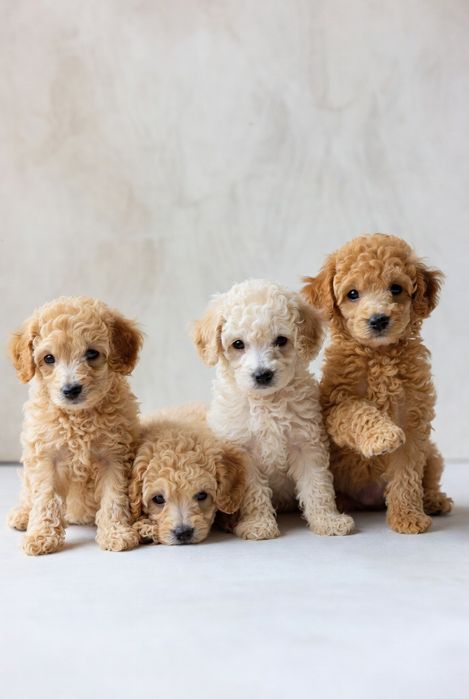 Карликовый пудель