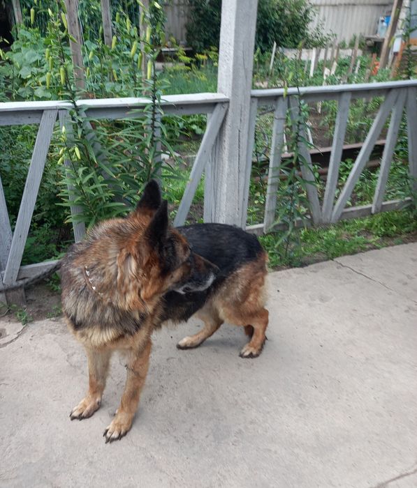 Продам немецкую овчарку сучка.