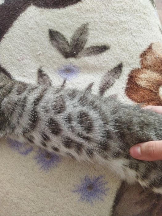 Отдам котенка в добрые руки