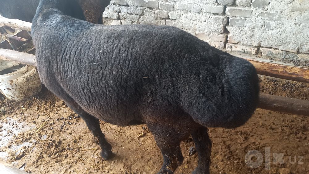 Boqilgan 2ta qo'chqor sotiladi