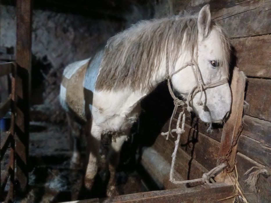 Продаётся жеребец