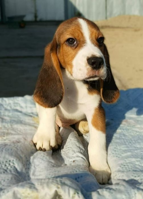 Щенки Бигль с документами