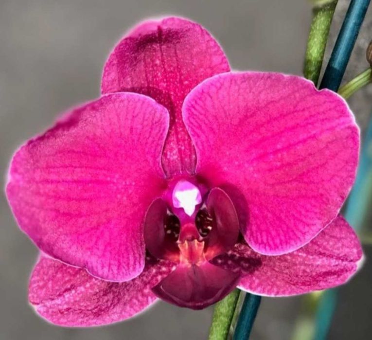 Орхидеи фаленопсис Монпелие, Kimono, Монтрьо, Grosseto