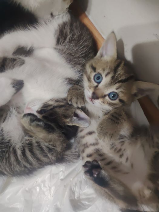 Отдам котят в добрые руки