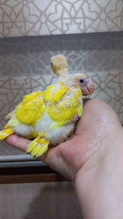 Продаются птенцы Какарика