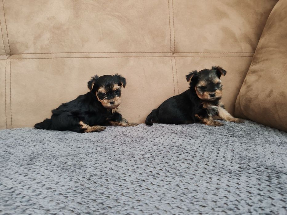 Йоркширски териер