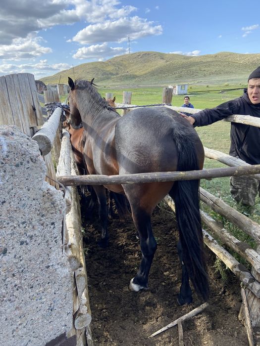 Айғыр 5 жаста ..