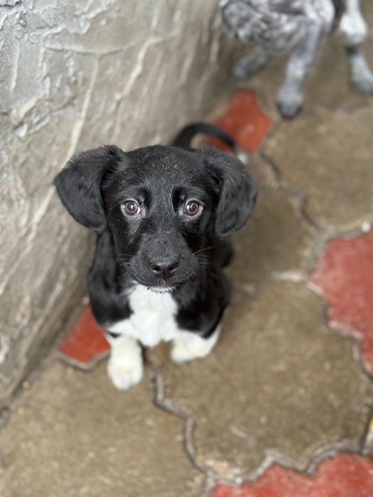 Щенки спаниеля.