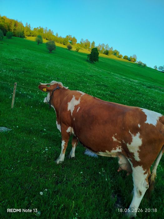 Vând vaca bălțată românesca de 9 ani