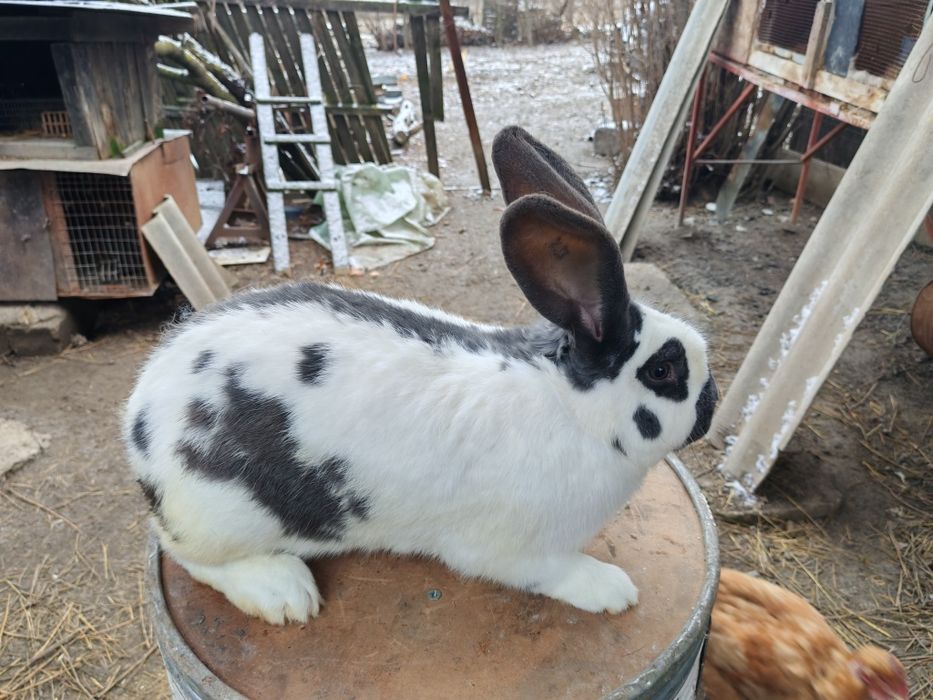 Mascul fluture pestriț pe albastru