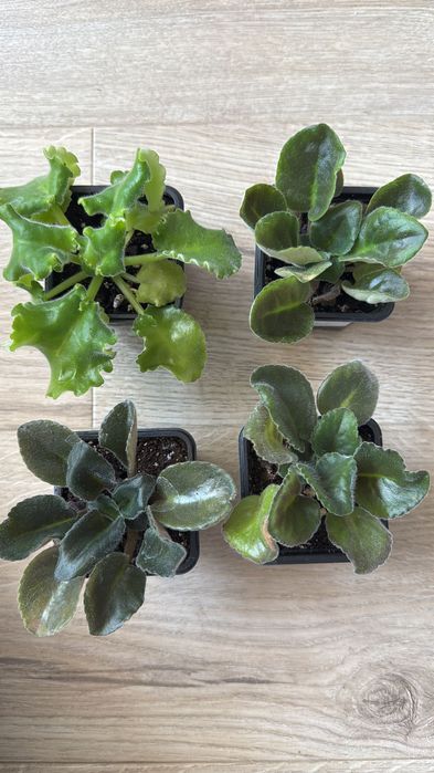 Фиалки махровые, несколько сортов