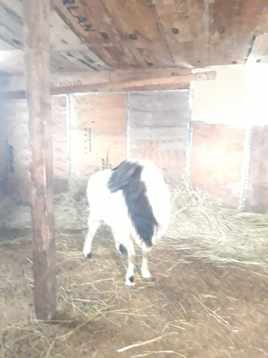 Семіз қошқар бар ауыстырам