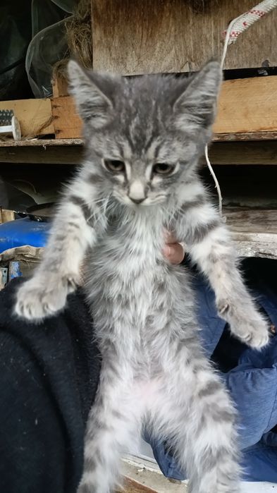 Котёнок подкидыш ищет дом
