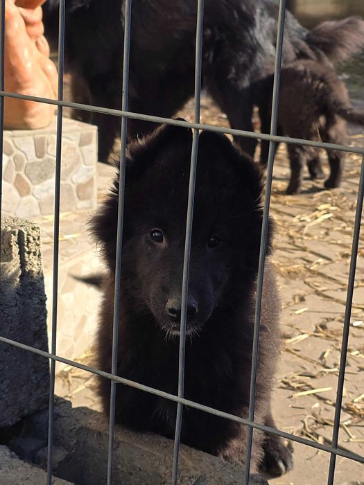 Ciobanesc belgian groenendael