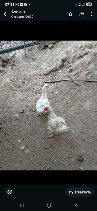 Утки продам индоутки