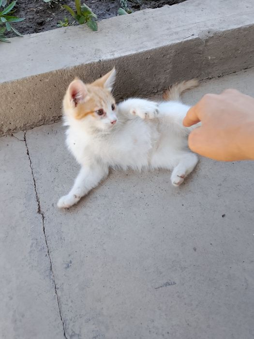 Котята хорошие бесплатно