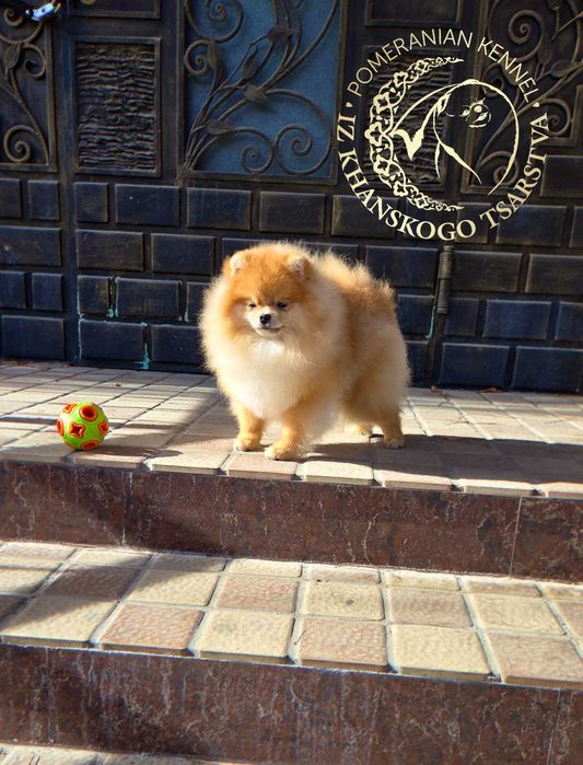 Шикарный мальчик цверг шпица в померанском типе.