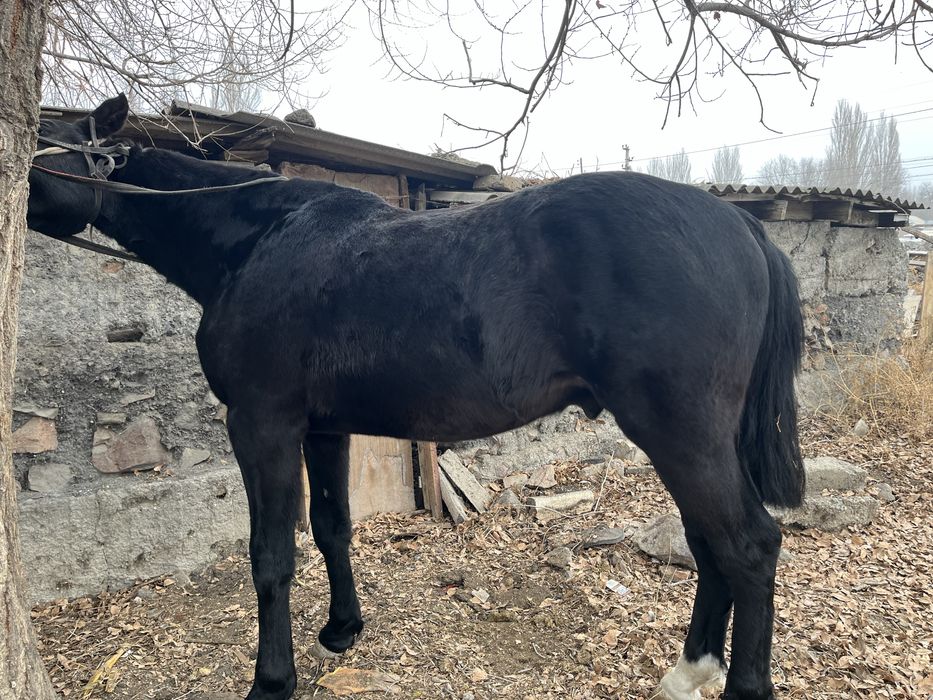 Продается жеребец