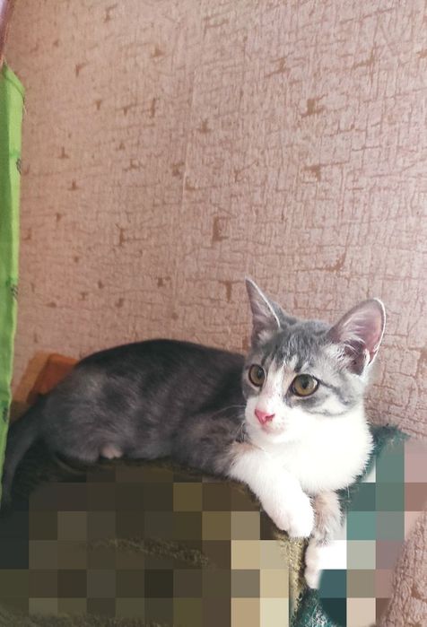 Пристройство животных