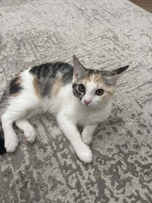 Котенок девочка