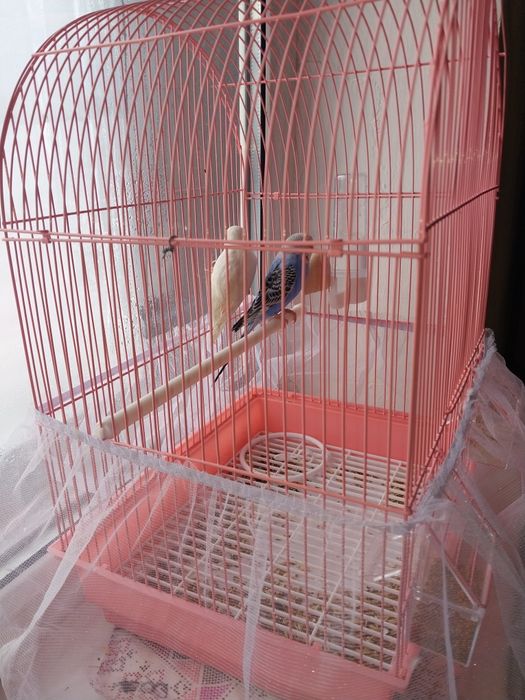 Волнистые попугай