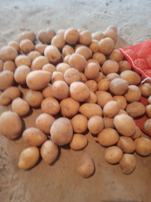 Продам картошку..
