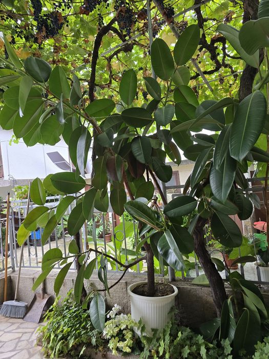 Фикус в пластмасова саксия