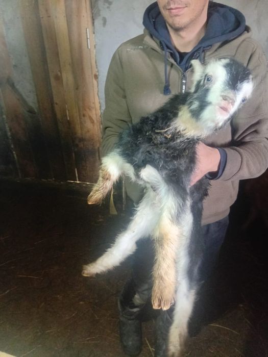 Теке, ешкі, лақ, козел, коза