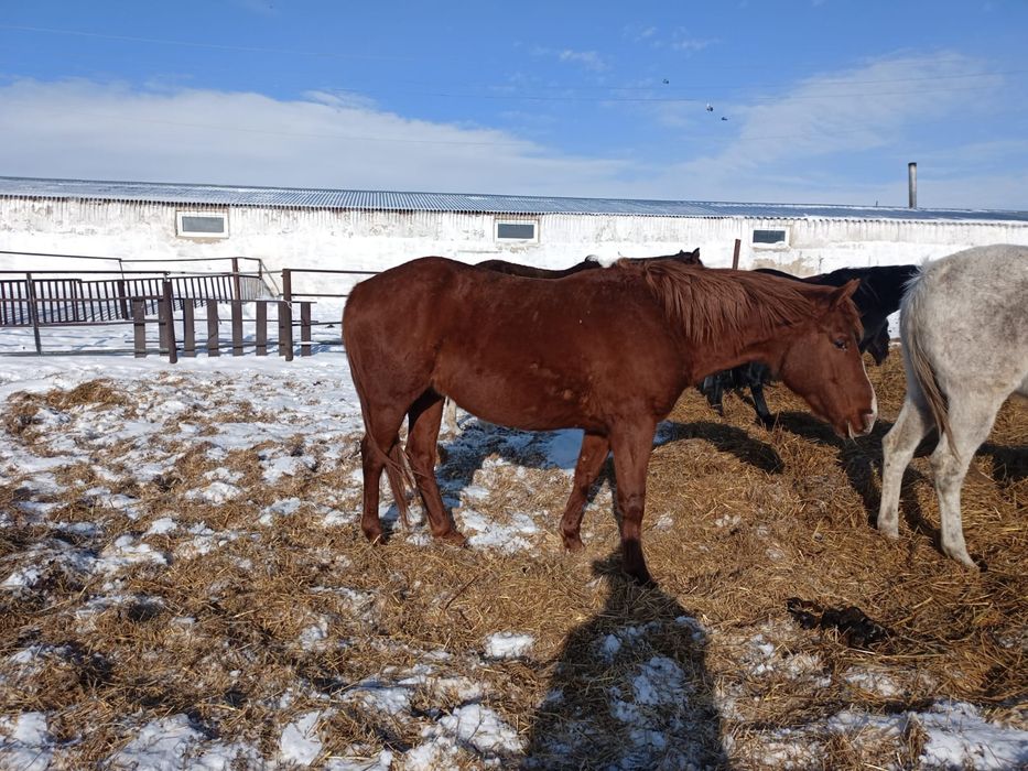 Продам лошадей (кобылы)