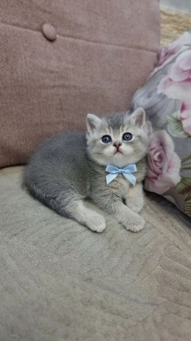 Шотландские котята скоттиши.