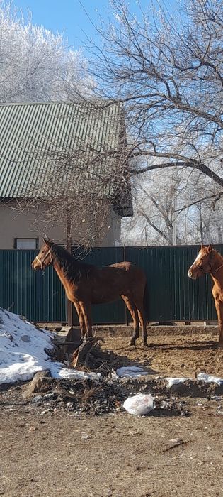 Ұзынағаш жаңақұрлыс