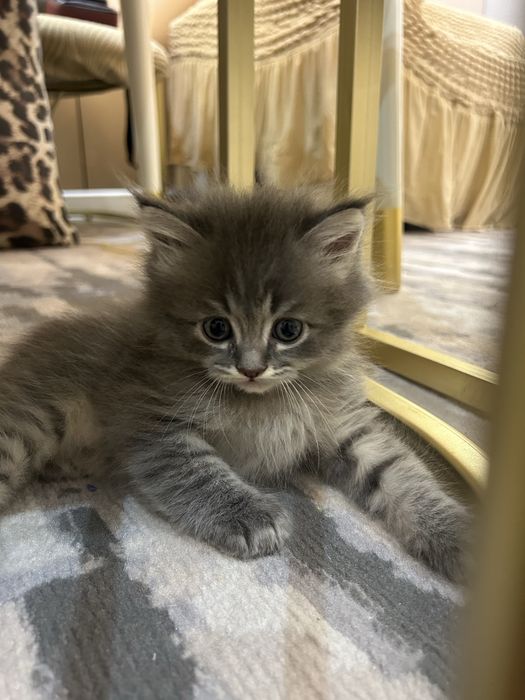 продаются скотш фолжы