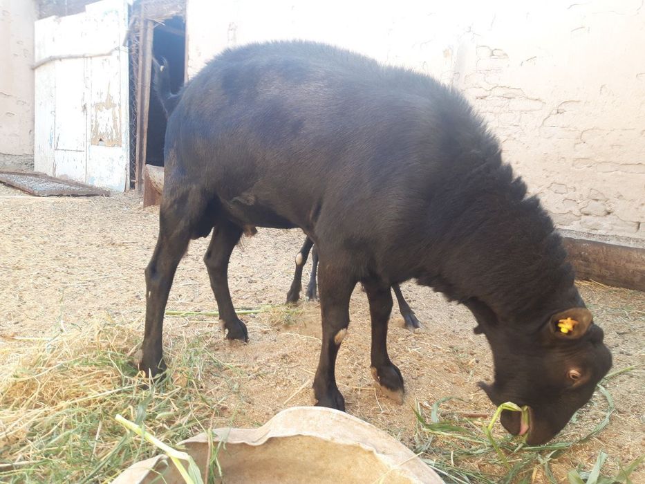 Испан порода улкен теке сатылады