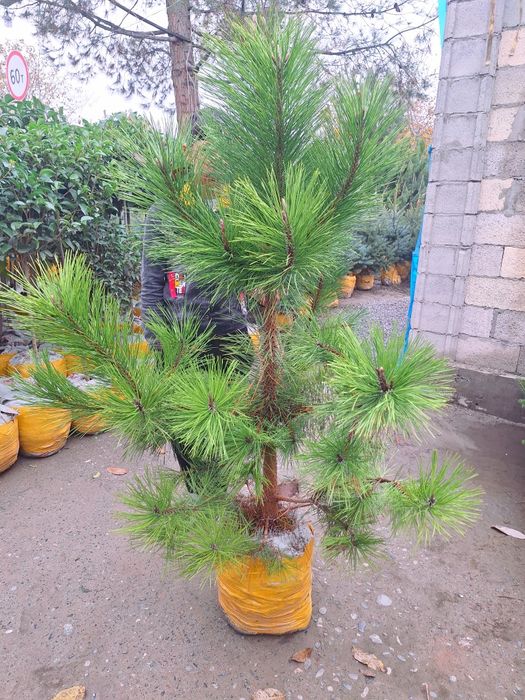 Арчалар, шаклли ва шаклсз.