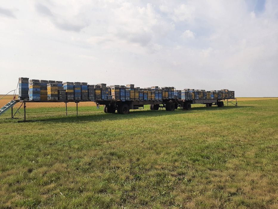 Мёд и продукты Пчеловодства