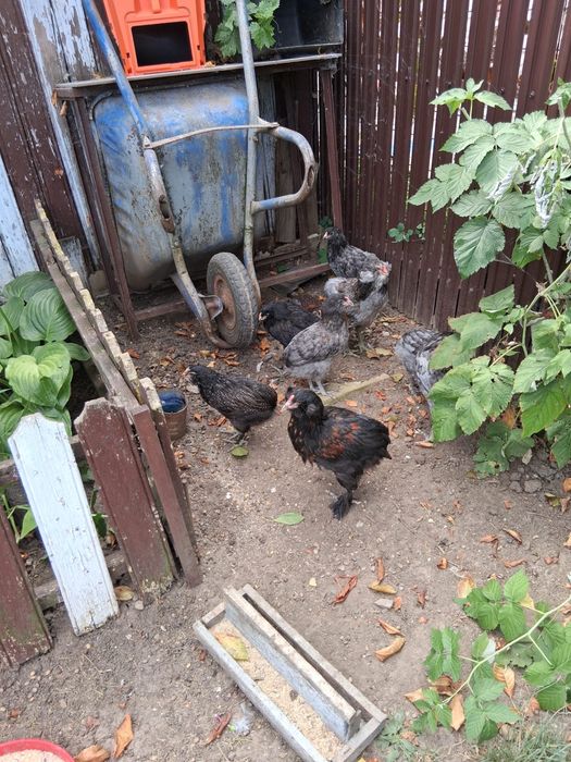 Gaini Wyandotte/Araucana/Cochinchina/Iepuri/Rațe