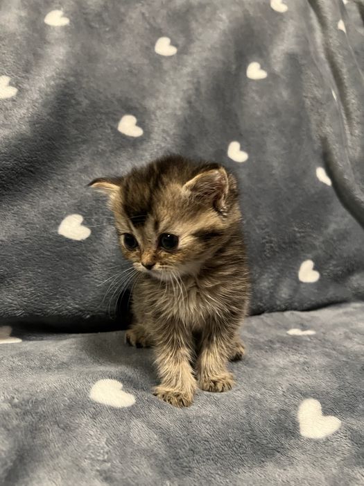 продаются чудесные британские котята.