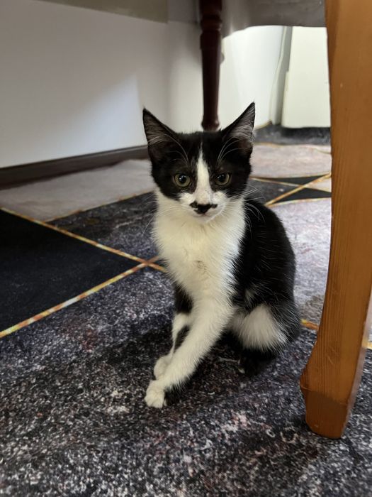 Отдам в добрые руки