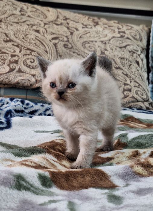 Шотландский шотландский котенок