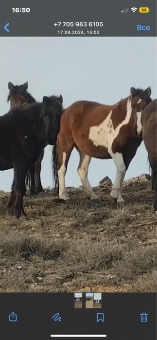 Бие,тайымен сатылады