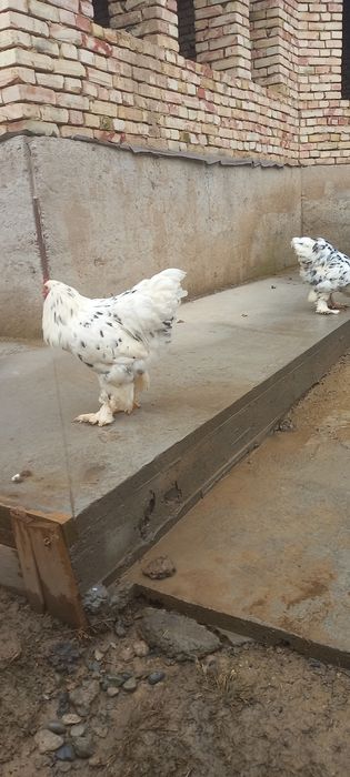 Барама далматинец қораздар сатылады