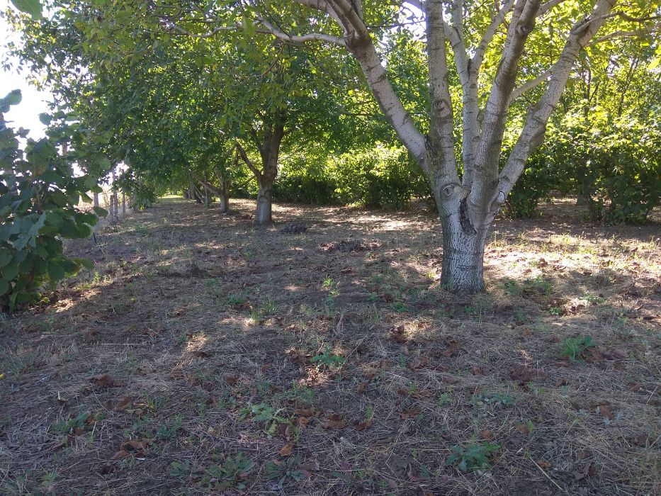 Продава се Земеделски имот в Шумен, Център -  кв.м за 3060 €/дка - Снимка #5