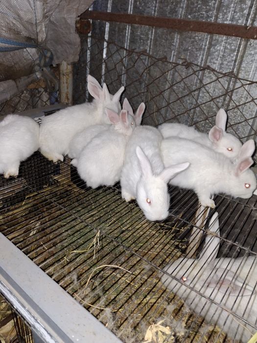 Iepurași disponibili în Țigănești Teleorman