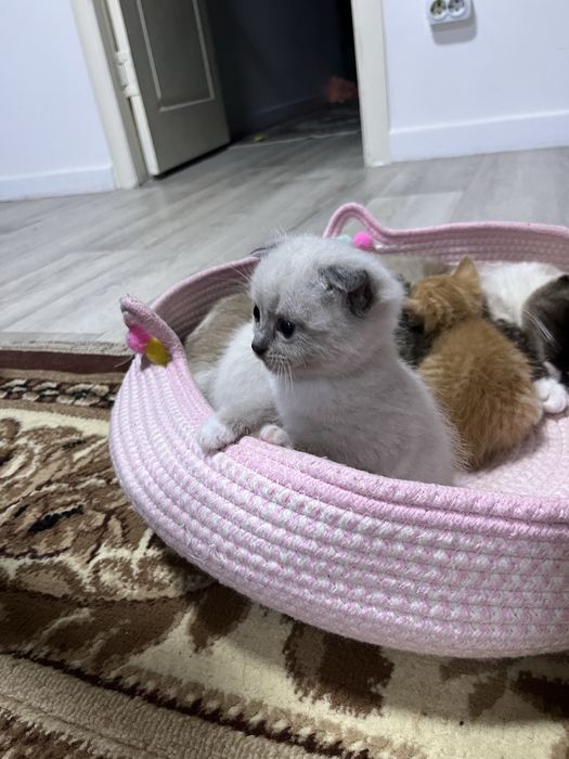 Котята маличики вислаухие