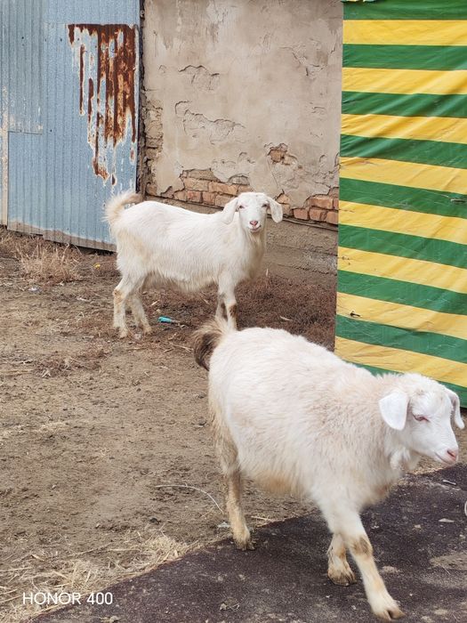 Ешкілер сатылады екеуін 65