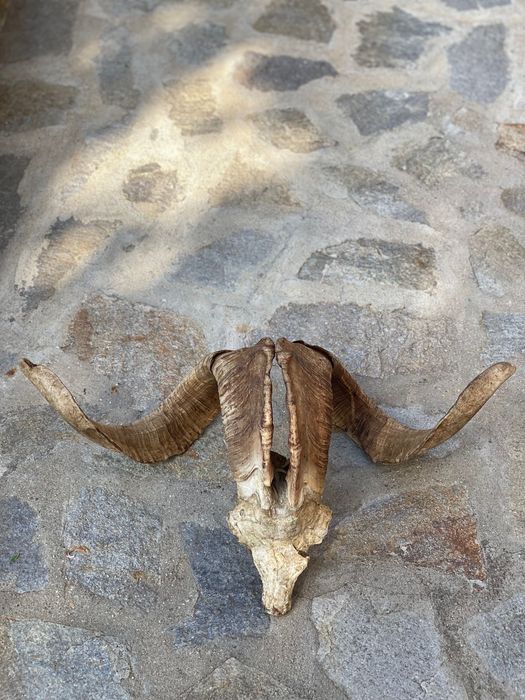 Предлагам Рога/ Трофей