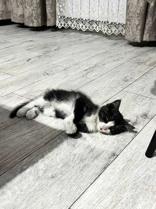 Котенку нужен дом!