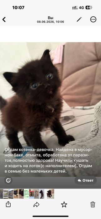 Отдам шоколадную девочку