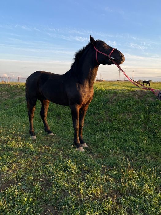 Продаётся лошадь