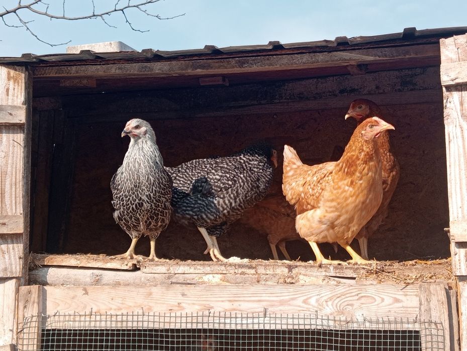 Puicuțe rasă de ouă